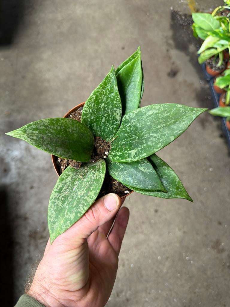 Hoya rangsan 'Star of Borneo' - Zeldzame kamerplant, Huis en Inrichting, Kamerplanten, Ophalen of Verzenden