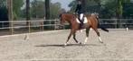 Springpaard te koop, Dieren en Toebehoren, ZZ, Springpaard, Met stamboom, Ruin