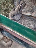Jonge vlaamse reuzen, Dieren en Toebehoren, Konijnen, Mannelijk, Groot, 0 tot 2 jaar