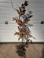 Groene beukenhaag planten €1, Tuin en Terras, Planten | Struiken en Hagen, Ophalen of Verzenden, Beukenhaag, 100 tot 250 cm