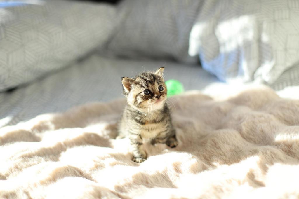 Lang haar kittens, Dieren en Toebehoren, Meerdere dieren