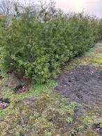 Haag coniferen, Ophalen, Conifeer, 100 tot 250 cm