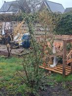 Vlinderstruik groot, Overige soorten, 100 tot 250 cm, Zomer, Ophalen