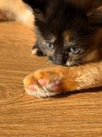 Lapjes Er is nog één kitten beschikbaar foto1, Meerdere dieren