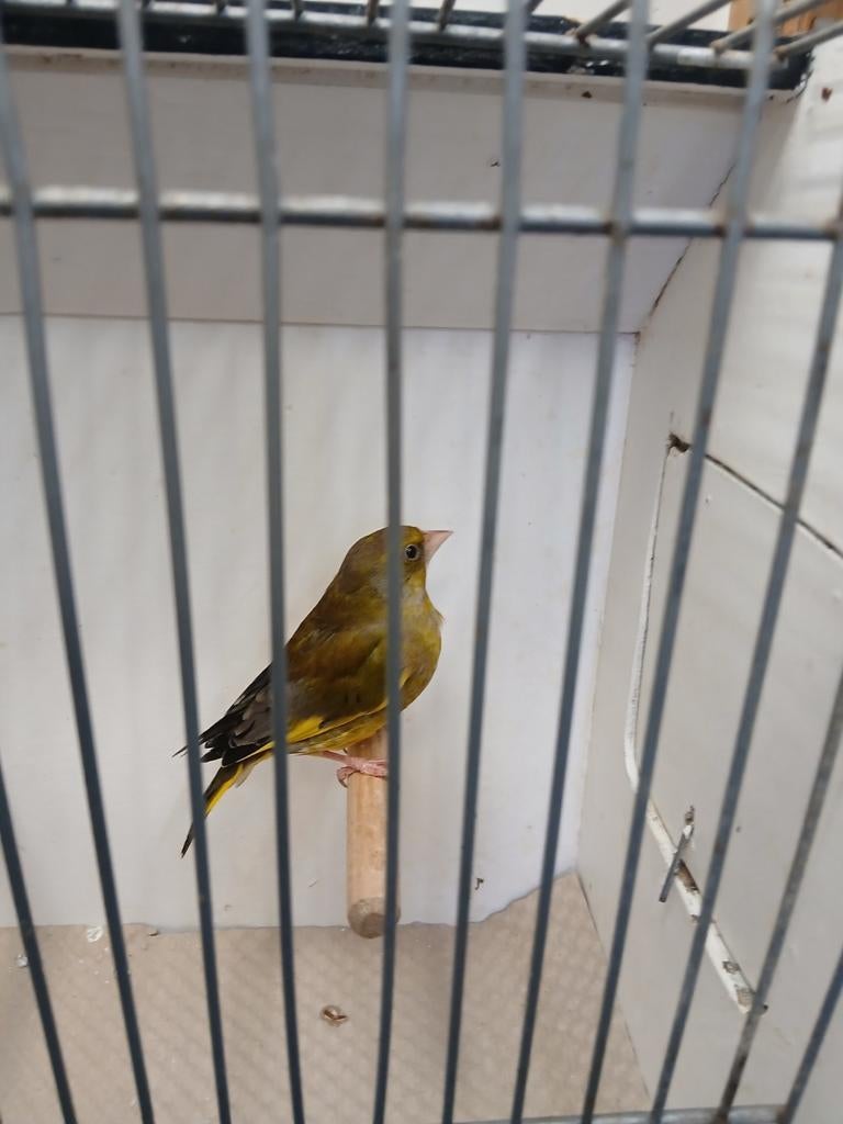 Te koop groenling man, Dieren en Toebehoren, Vogels | Overige Vogels, Mannelijk