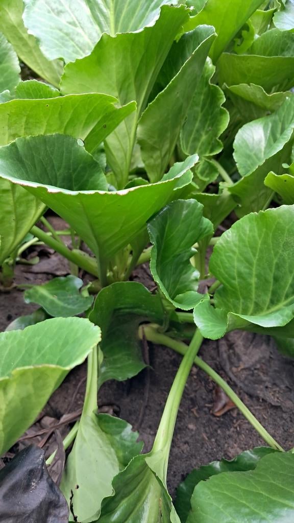 Schoenlappersleer, bladplant, tuinplant, vaste plant., Ophalen of Verzenden, Overige soorten, Halfschaduw