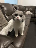 Lieve Britse korthaar, Dieren en Toebehoren, Katten en Kittens | Raskatten | Korthaar, Kater