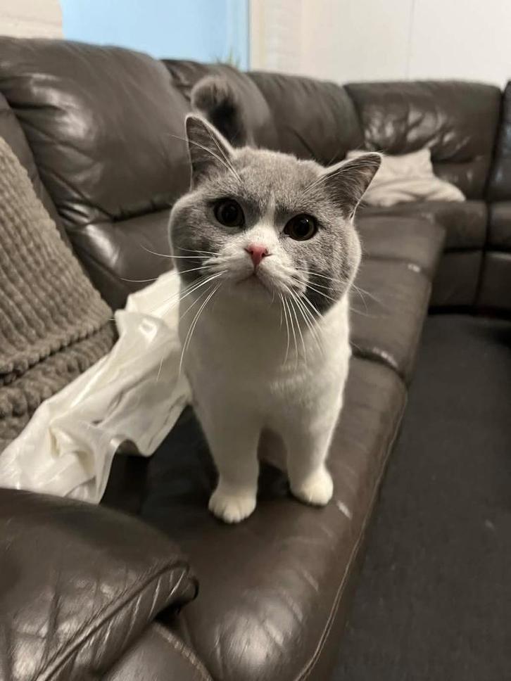 Lieve Britse korthaar, Dieren en Toebehoren, Katten en Kittens | Raskatten | Korthaar, Kater