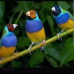 Gezocht Gouldamadines, Meerdere dieren