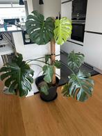 Monstera wegen verhuizing, Huis en Inrichting, Kamerplanten, Ophalen, 100 tot 150 cm, Overige soorten, Halfschaduw