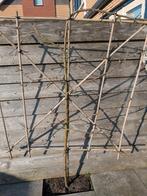 Lei appel, Ophalen, Appelboom, Halfschaduw, 100 tot 250 cm