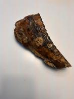 Echte Mammoet tand geprepareerd ongv 20cm, Verzamelen, Mineralen en Fossielen, Ophalen of Verzenden, Fossiel