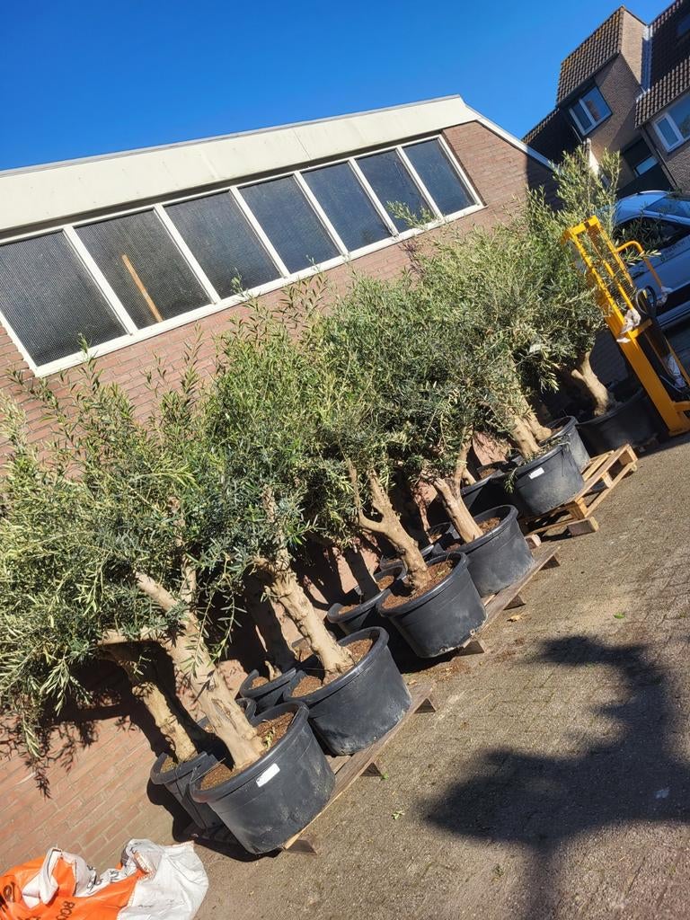 Mediteraanse planten verkoop met koningsdag, Ophalen of Verzenden, Overige soorten, Volle zon