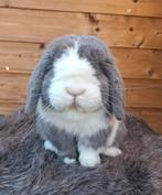 Superknappe minilop ram, Mannelijk, Dwerg