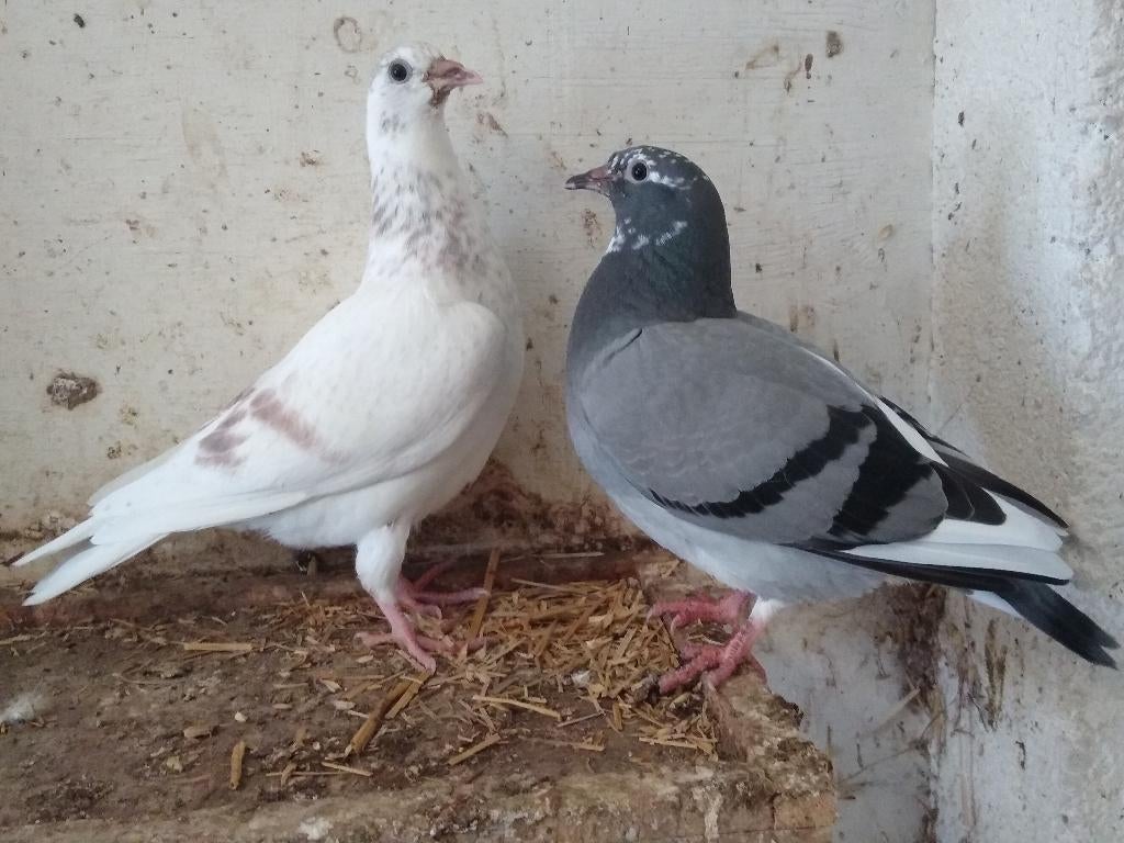 Te koop jonge duiven, Dieren en Toebehoren, Vogels | Duiven, Meerdere dieren, Overige soorten