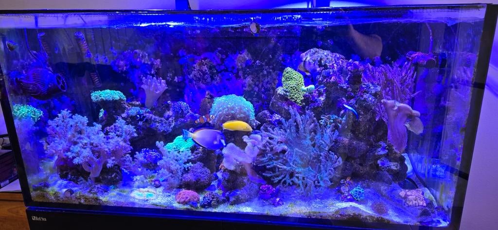 Inhoud zeeaquarium. Steen,koraal,vissen,slakken etc., Overige typen