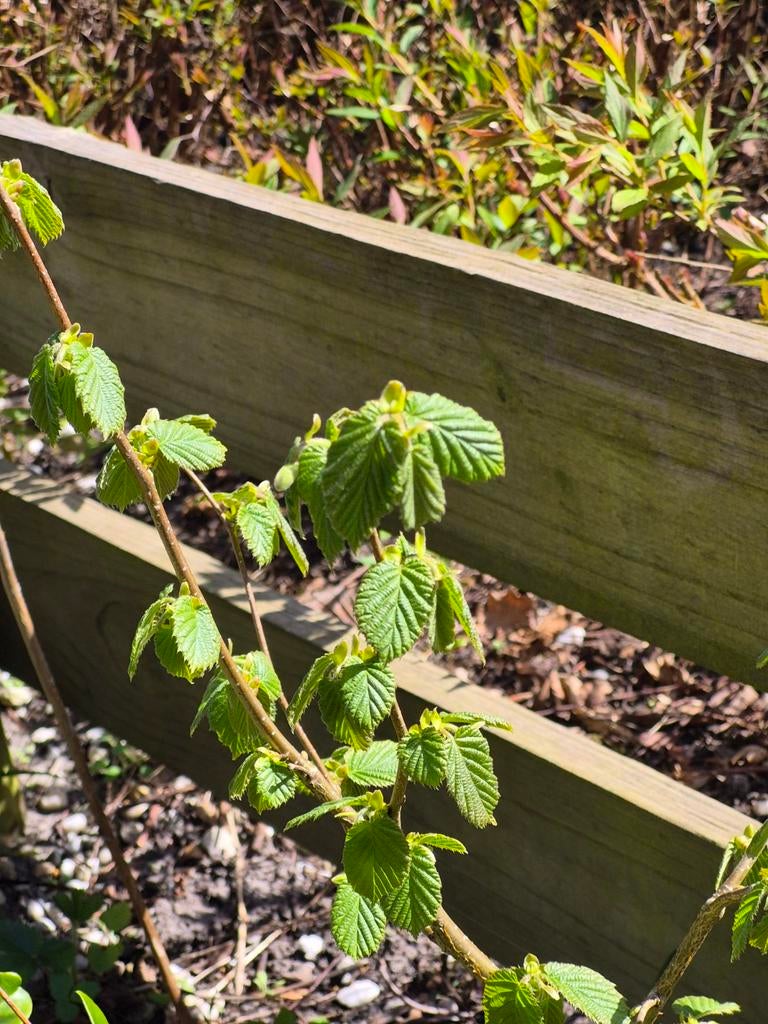 Hazelaar jong ruim 30 cm, Ophalen, Overige soorten, Volle zon