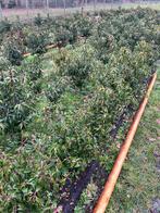 Laurier, Ophalen, Laurier, Minder dan 100 cm