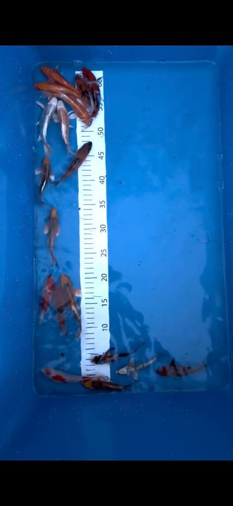 Koi, Dieren en Toebehoren, Vissen | Vijvervissen, Karper of Koi