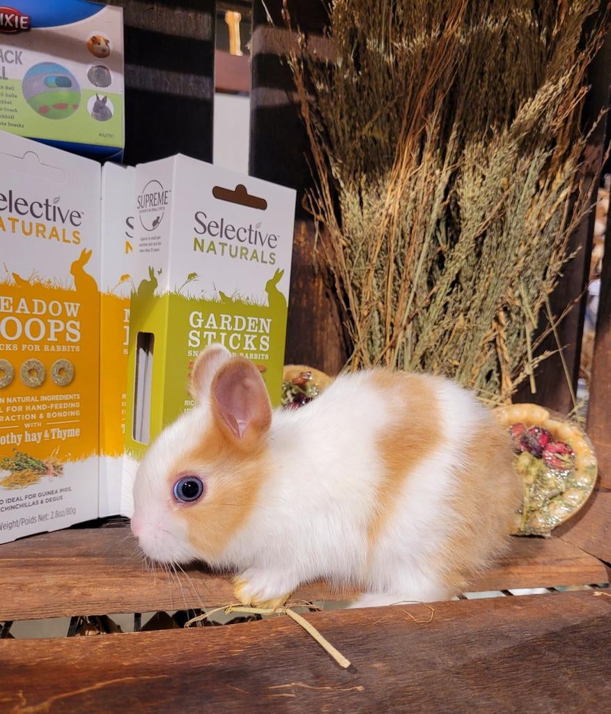 Super lieve tamme jonge konijntjes., Meerdere dieren, Dwerg