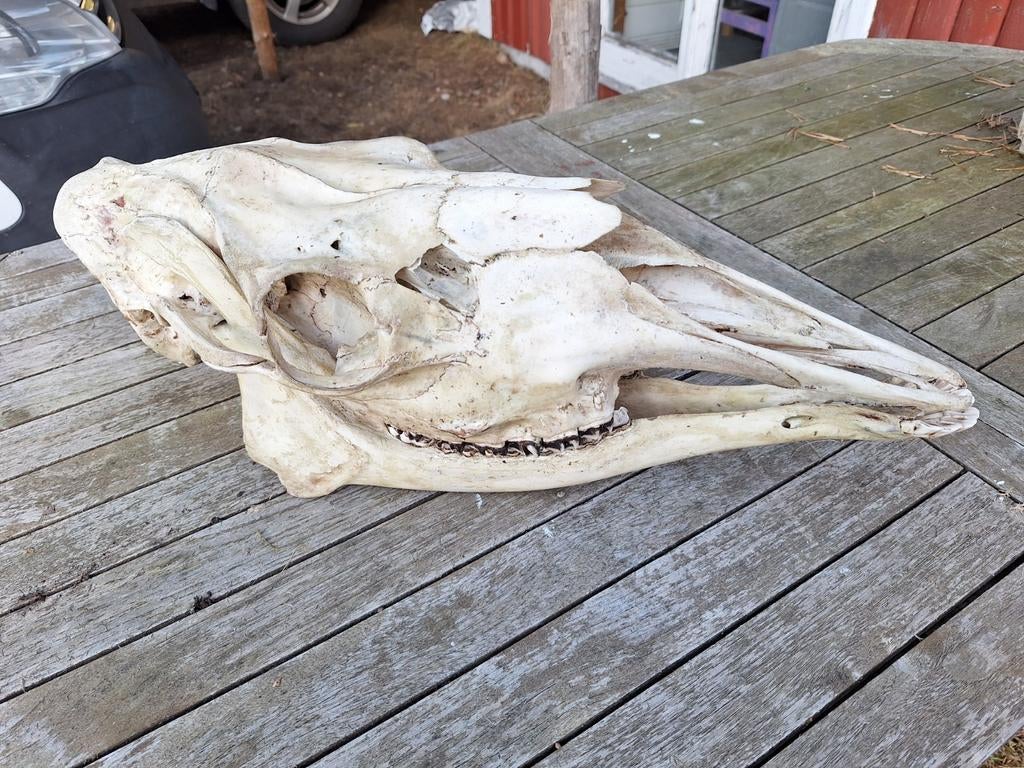 eland schedel zweden, Ophalen of Verzenden, Gebruikt, Wild dier, Schedel