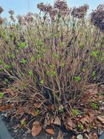 Hortensia 9 stuks, Tuin en Terras, Ophalen, Overige soorten, Halfschaduw