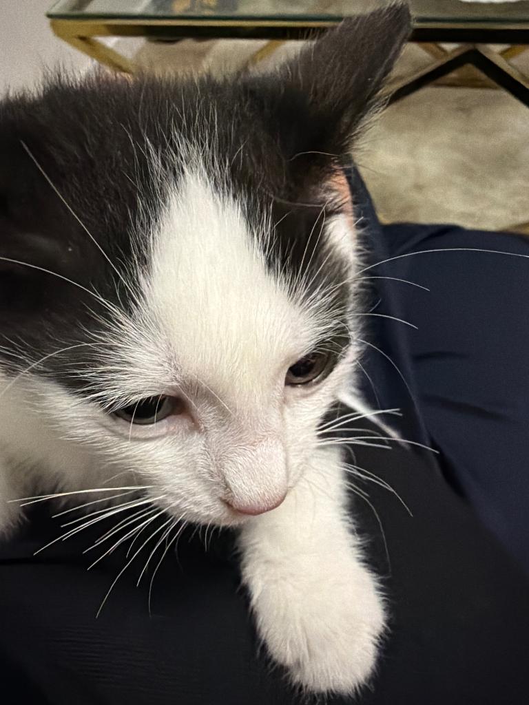 Kitten te koop, Dieren en Toebehoren, Poes