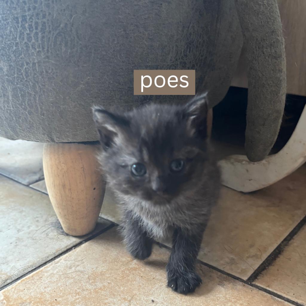 Lief nestje huiskat kittens - zoekt een nieuw thuis, Dieren en Toebehoren, Meerdere dieren, Kortharig, 0 tot 2 jaar