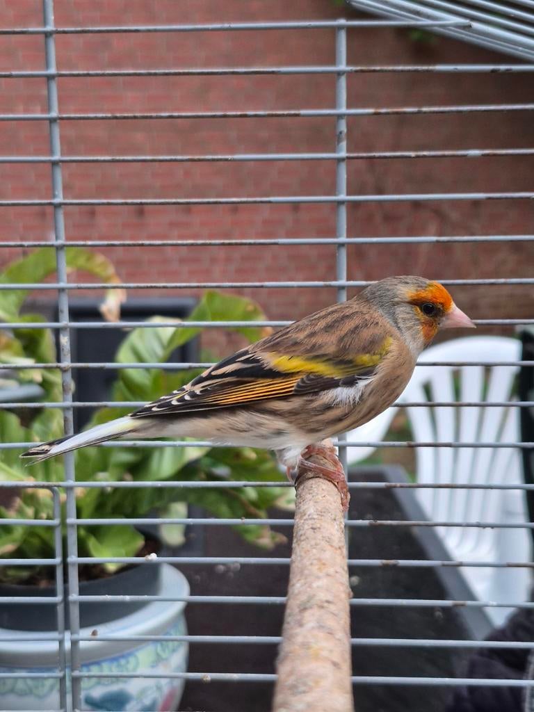 Putter x kanarie, Mannelijk, Wildzangvogel