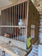 Duivenhok, Dieren en Toebehoren, Ophalen of Verzenden, Volière