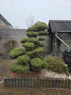 Japanse tuinbonsai (Niwaki) – Grove den (Pinus sylvestris) –, Tuin en Terras, Planten | Bomen, Ophalen, Bloeit niet, Volle zon