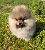 Pomeriaan met stamboom, 8 tot 15 weken, Buitenland, Parvo, Eén hond