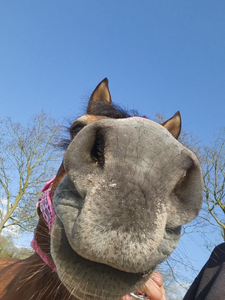 Opzoek naar paarden bijbaan, Ophalen of Verzenden, Nieuw