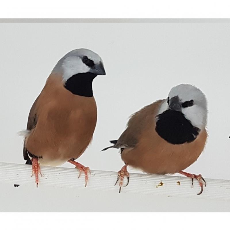 Gordelgrasvink, Dieren en Toebehoren, Vogels | Overige Vogels, Vrouwelijk, Tropenvogel