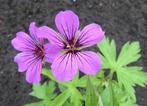 Vaste plant: Geranium Patricia 2 euro, Volle zon, Vaste plant, Zomer, Ophalen
