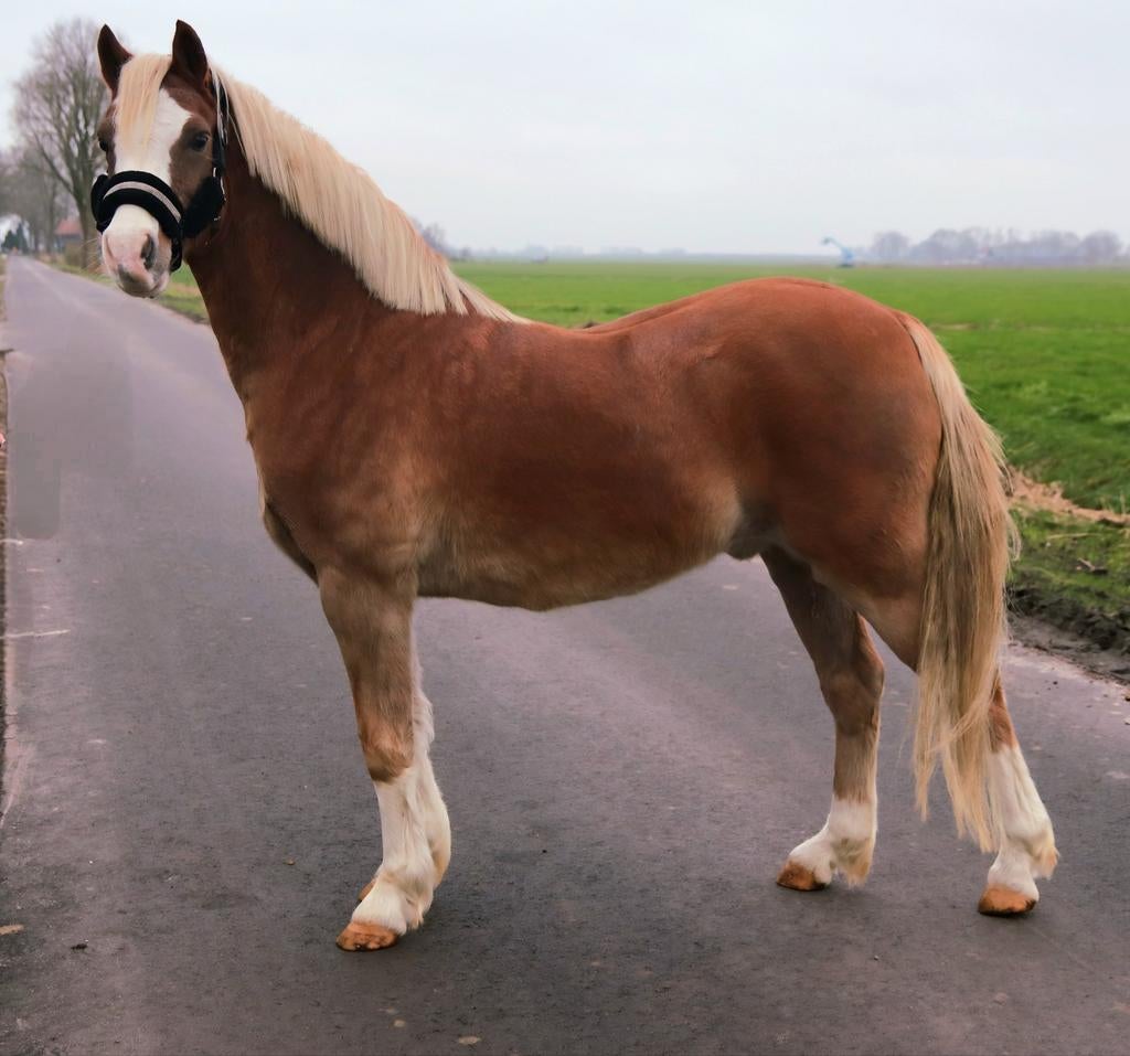 Stamboek  welsh ruin. Eyecatcher!, Dieren en Toebehoren, Pony's, Met stamboom, Ruin, Zadelmak, 3 tot 6 jaar