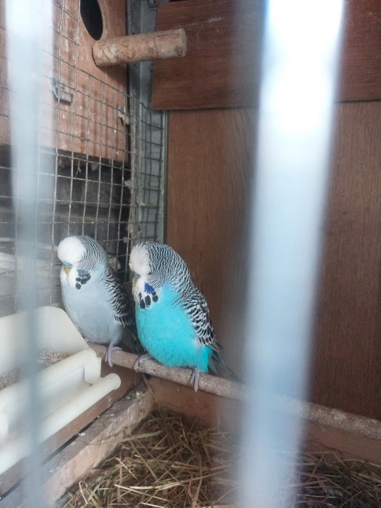 ENGELSEPARKIETEN MANNEN TE KOOP, Mannelijk, Parkiet