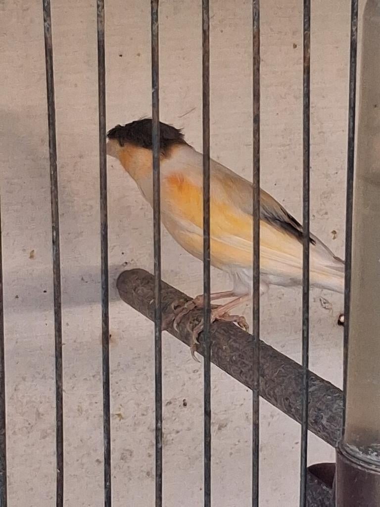 Koppel harlekijnen van 2025, Dieren en Toebehoren, Vogels | Overige Vogels, Meerdere dieren