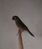 twatwa / twa twa jongeman aangeboden, Dieren en Toebehoren, Mannelijk, Tropenvogel, Geringd