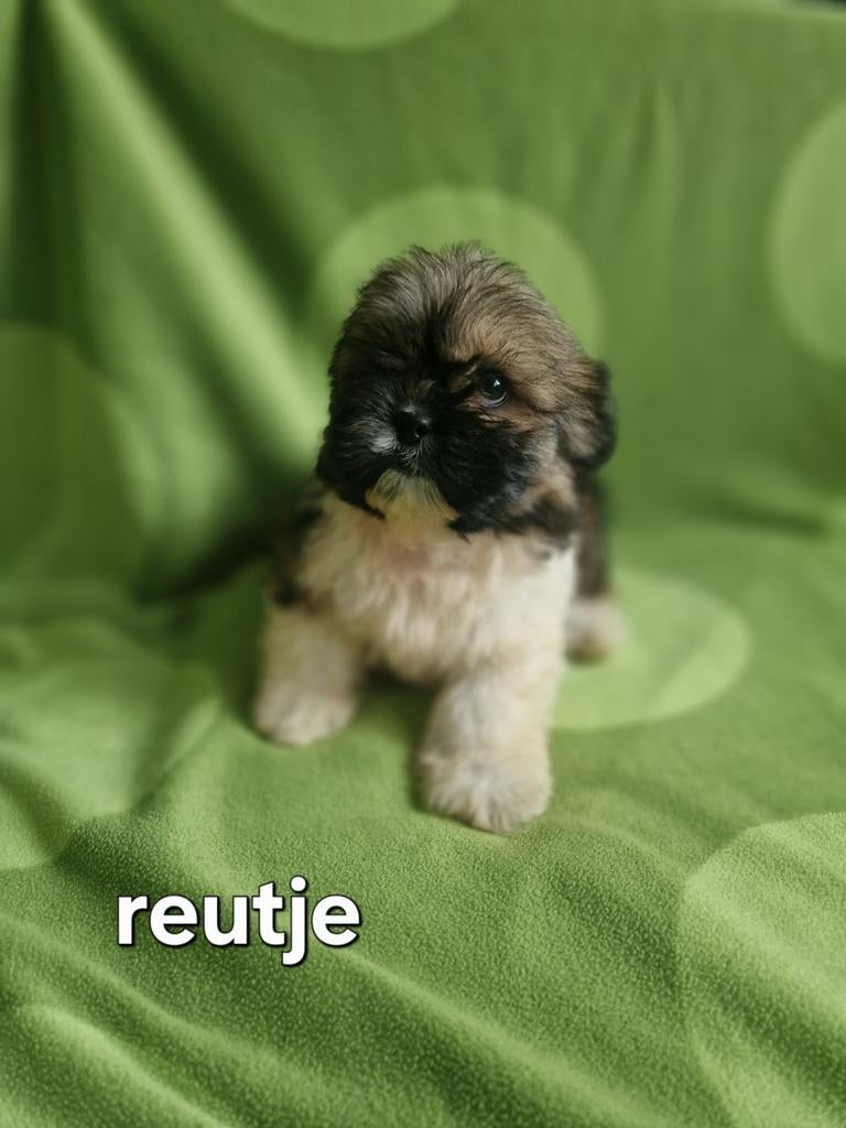 Shih tzu, Dieren en Toebehoren, Honden | Chihuahua's en Gezelschapshonden, Parvo, Overige rassen, 8 tot 15 weken, Teef