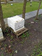 Bijenvolken Buckfast, Bijen