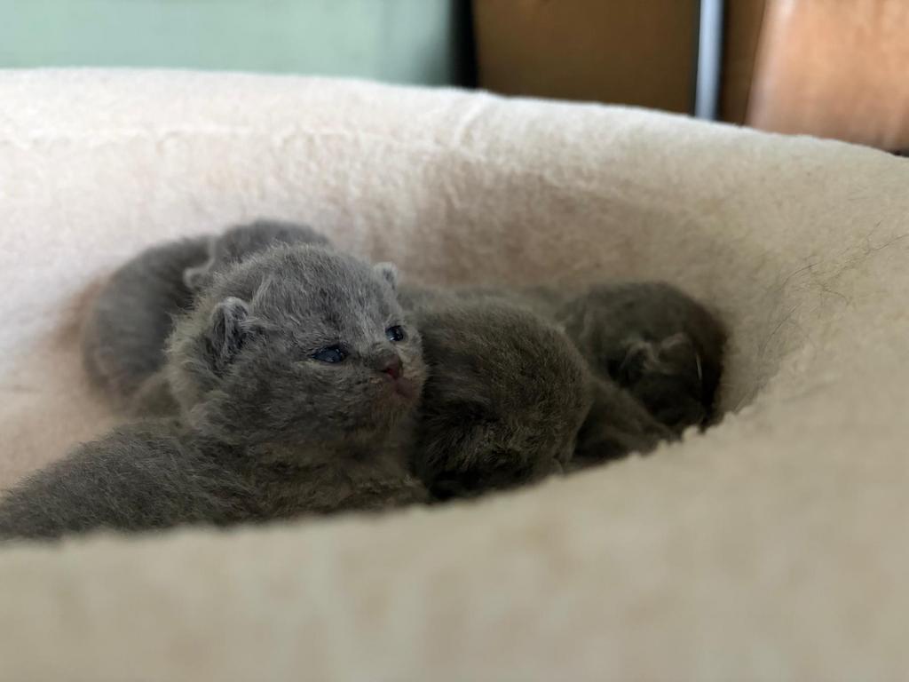 Raszuivere Britse Korthaar kittens., Meerdere dieren, Gechipt, 0 tot 2 jaar