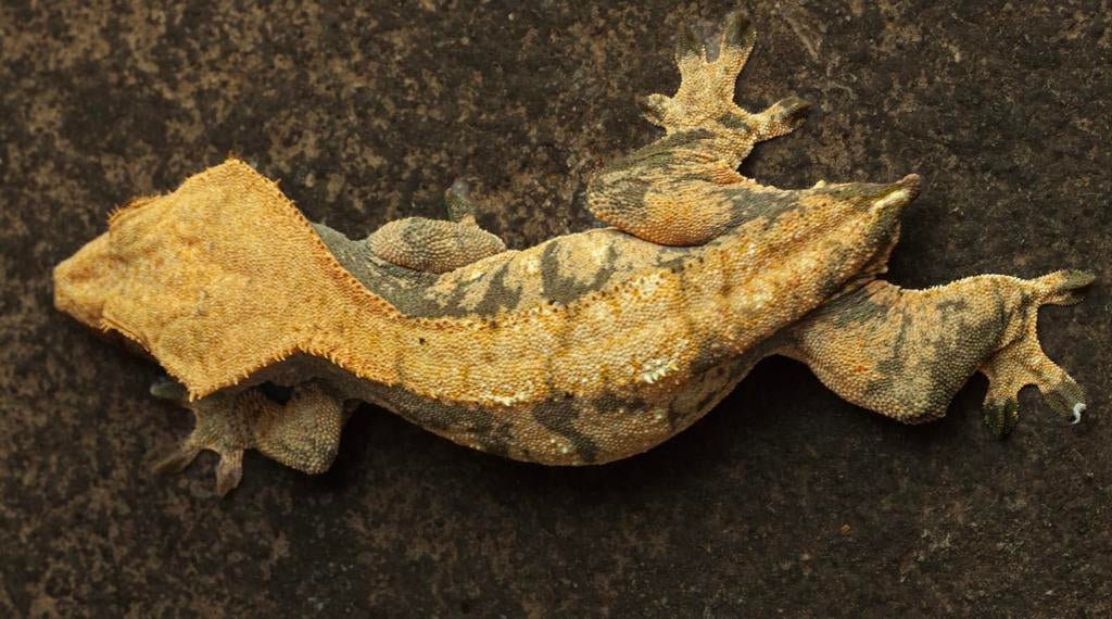 Wimpergekko Extreme Harlequin Crested Gecko - female for sale from Mecx Bolk