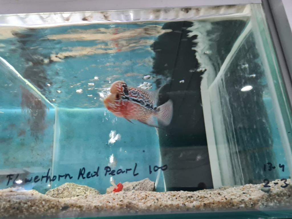 Flowerhorn Red Pearl Cichlide, Dieren en Toebehoren, Vis, Zoetwatervis