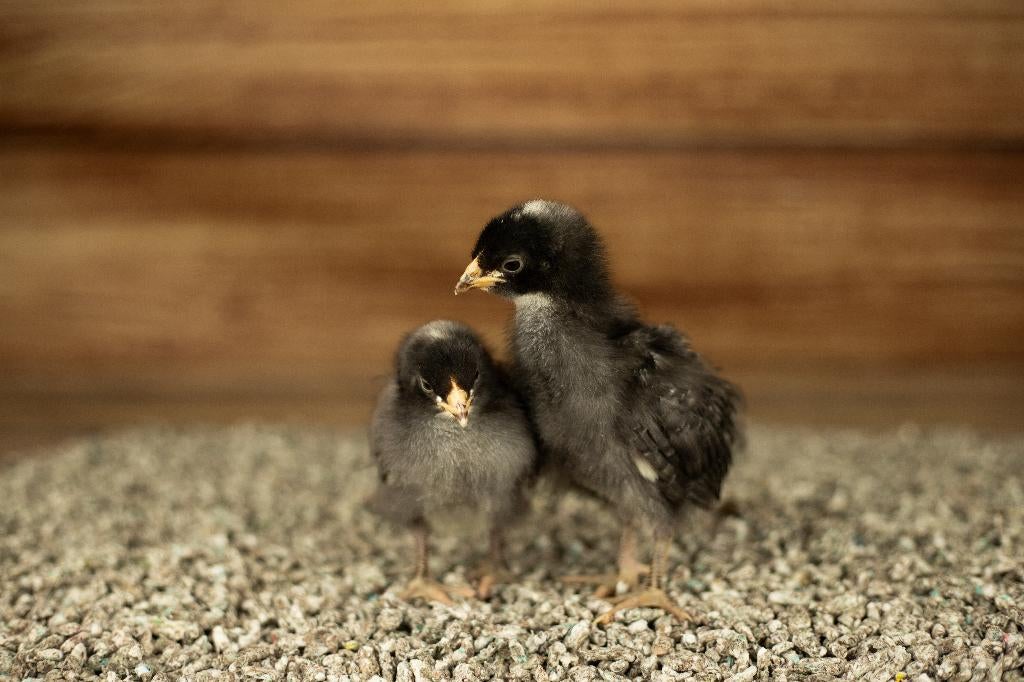 Noord Hollands Blauwe groot kippen kuikens | Gesekst/Ingeënt, Vrouwelijk, Kip