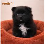 Super mooie pomeriaan ,  dwergkees pups, 8 tot 15 weken, Meerdere, Meerdere dieren, Nederland