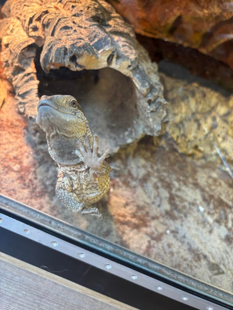 Witkeel varaan, Hagedis, Tam, 0 tot 2 jaar