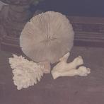 Aquarium inrichting, Ophalen of Verzenden, Gebruikt