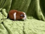 Cavia zeugje US Teddy, Dieren en Toebehoren, Knaagdieren, Cavia, December, Vrouwelijk, Tam