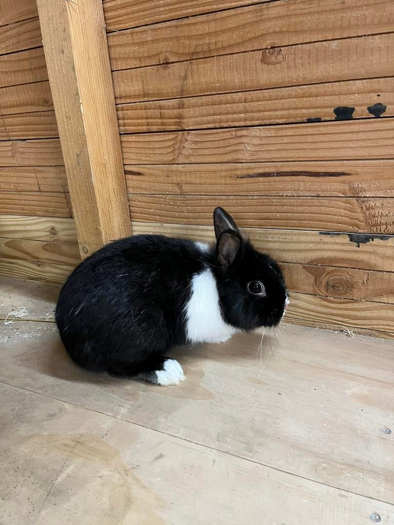 Gratis af te halen! Lief dwergkonijn mannetje 7 maanden oud, Dieren en Toebehoren, Konijnen, Mannelijk, Dwerg